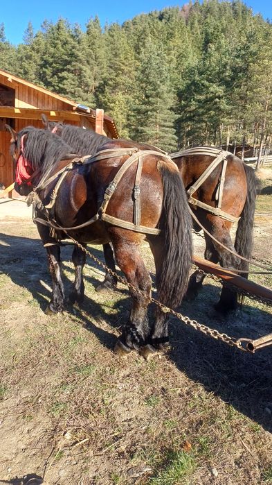 De vânzare mânz 1 și 7 luni