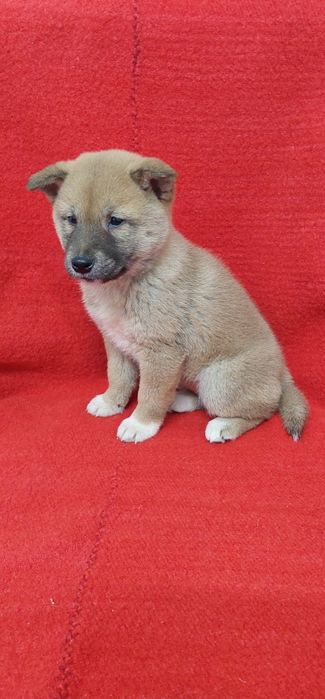 Шиба Ину Shiba inu