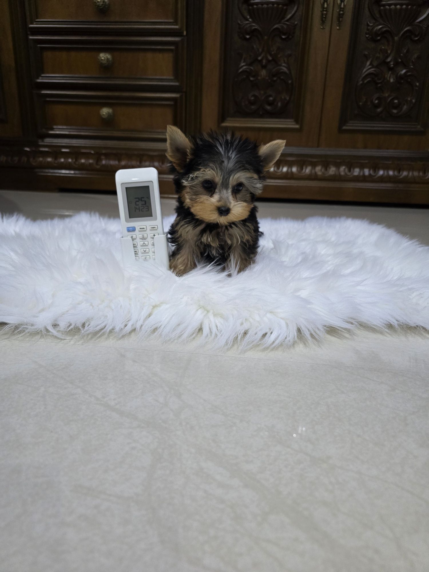 Yorkshire terrier mascul