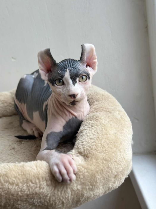 Baietel sphynx /elf