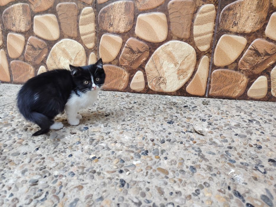 Мушуклар котята бепул даром