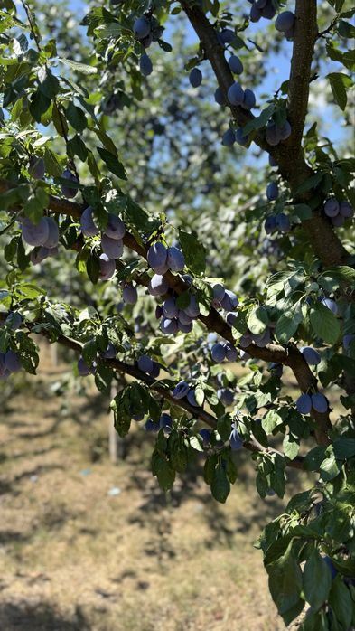 Vând prune Stanley - 7 lei/kg