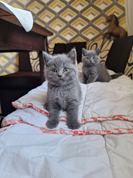 Британска късокосместа