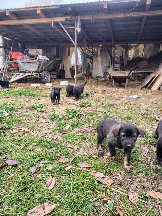 Căței ciobănești spre adopție