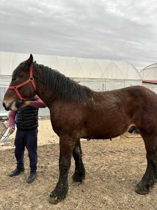 Vând sau schimb cal