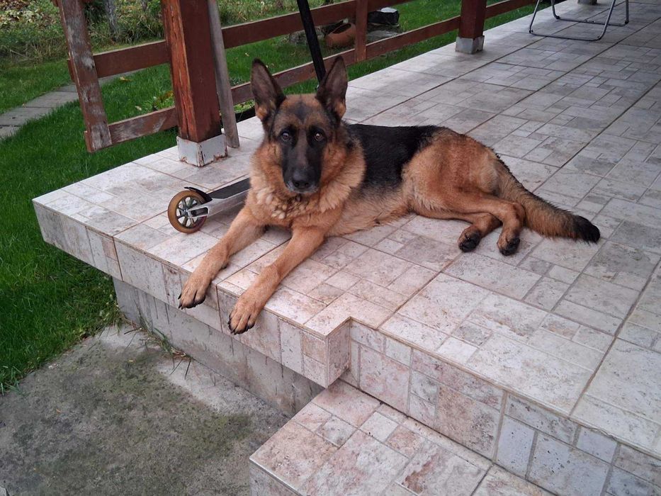 Две немски овчарки | мъжка и женска