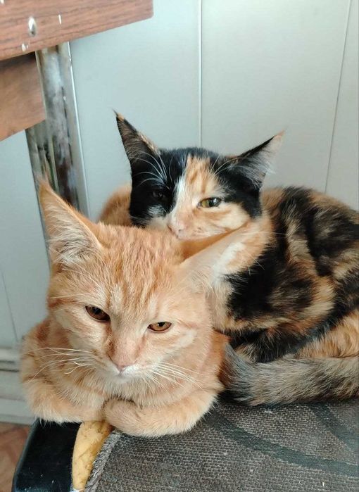 Кот и кошка приучиный в латок