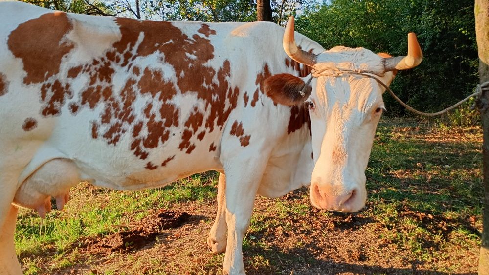 Vaca de vînzare!