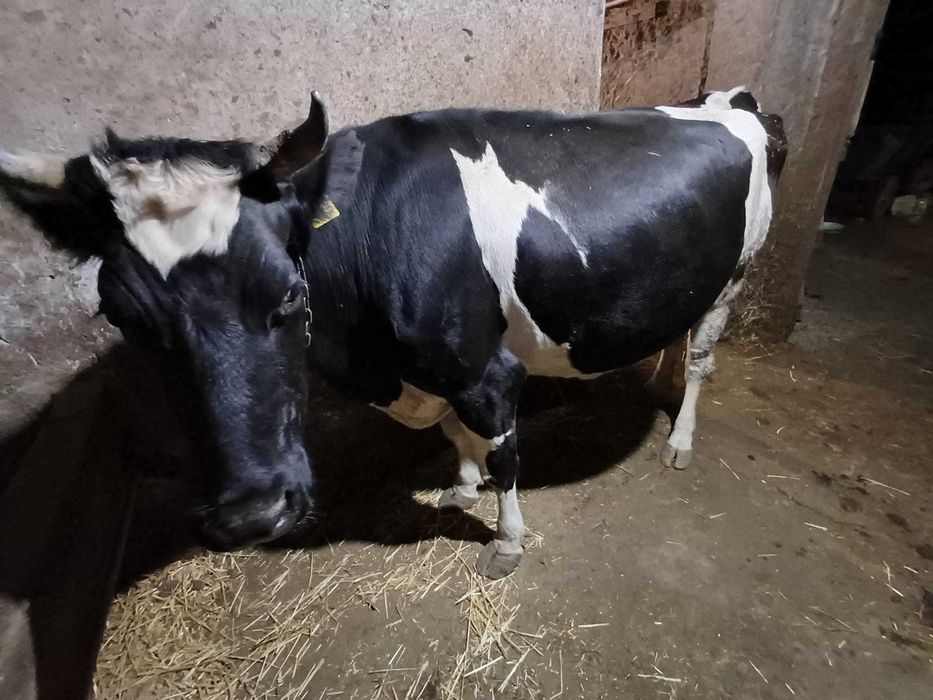 Продавам крави за клане