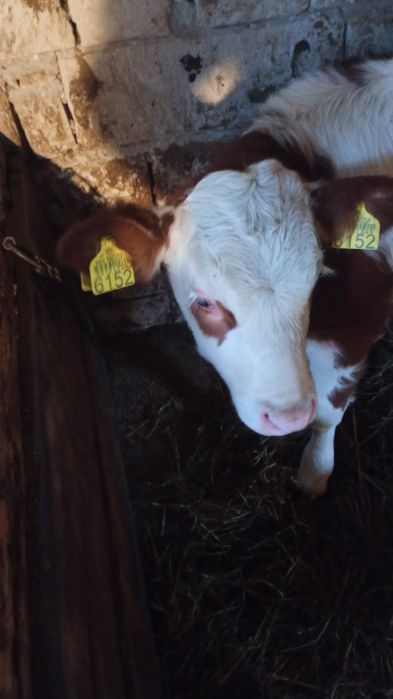 Vând vițea baltata românească