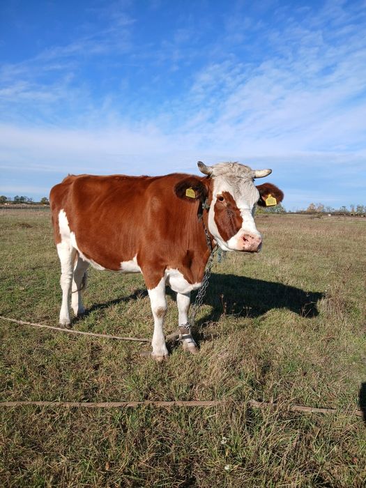 Vând Vaca pentru abator