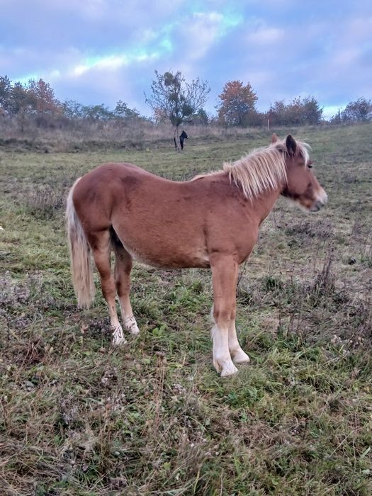 De vânzare pereche de mânji de un an jumate frați de tată
