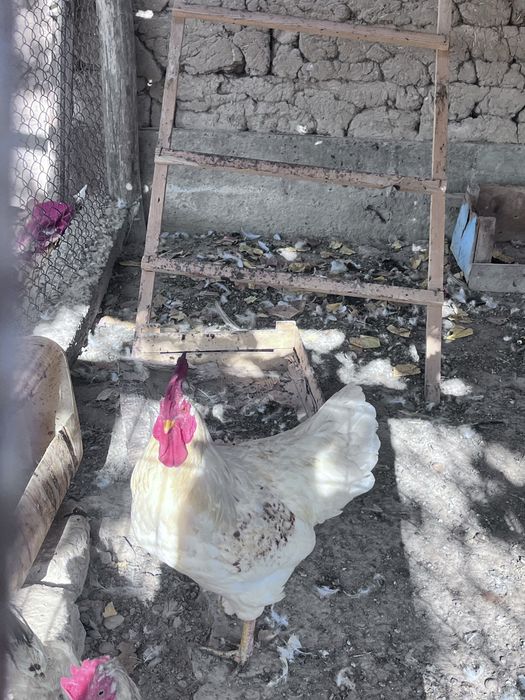 Қораз Әтеш тауықтармен бірге жүрген