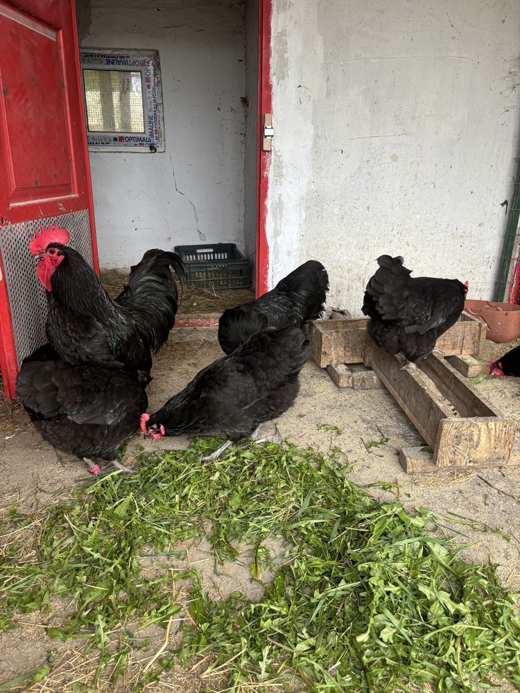 Vand gaini Australorp Negru