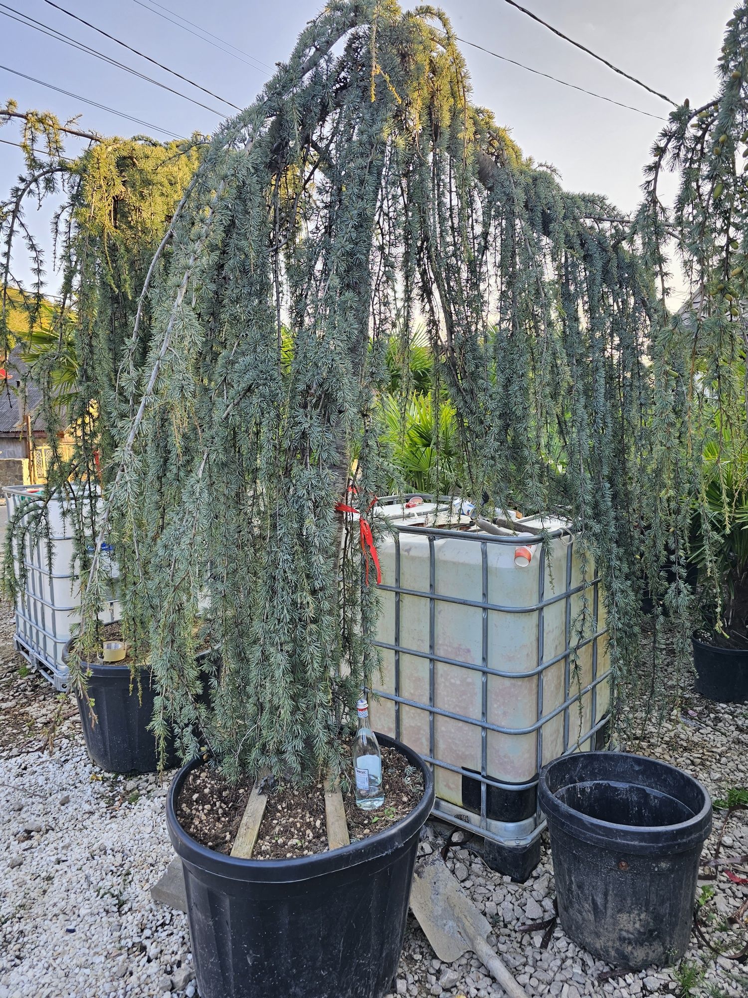 Cedru plangator ( vand cedrii pendulari ) cedrus atlantica glauca