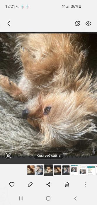 Йоркширски териер йоркш