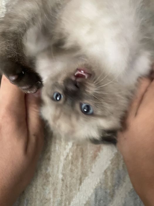 кошка лопоухий отдам в хорошие руки