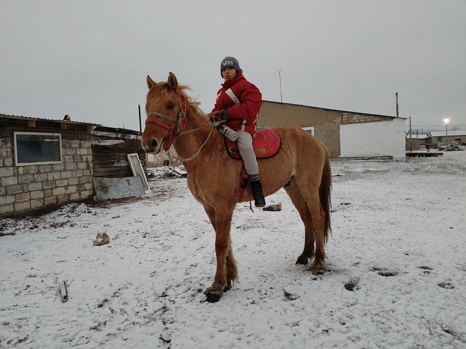 Еркек құнан сатылады (продается жеребец)