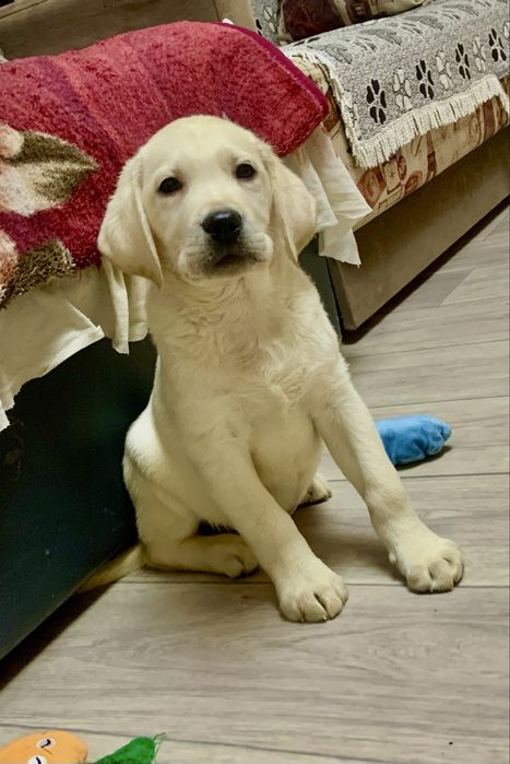 Щенки лабрадора ретривера