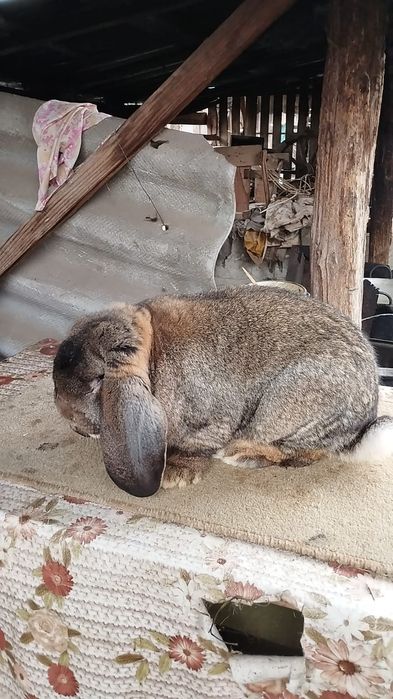 Mascul berbec german gri