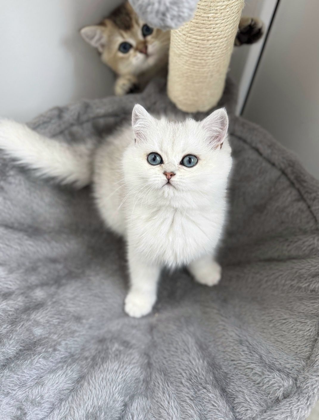 British shorthair cu pedigree