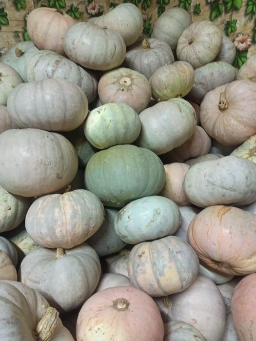 Продам тыкву не дорого