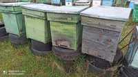 Vând căptare/ lăzi pentru familii de  albine  pe 10 rame cu magazie