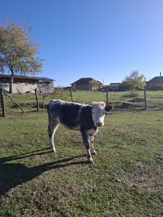 Vaca și vitea de vânzare