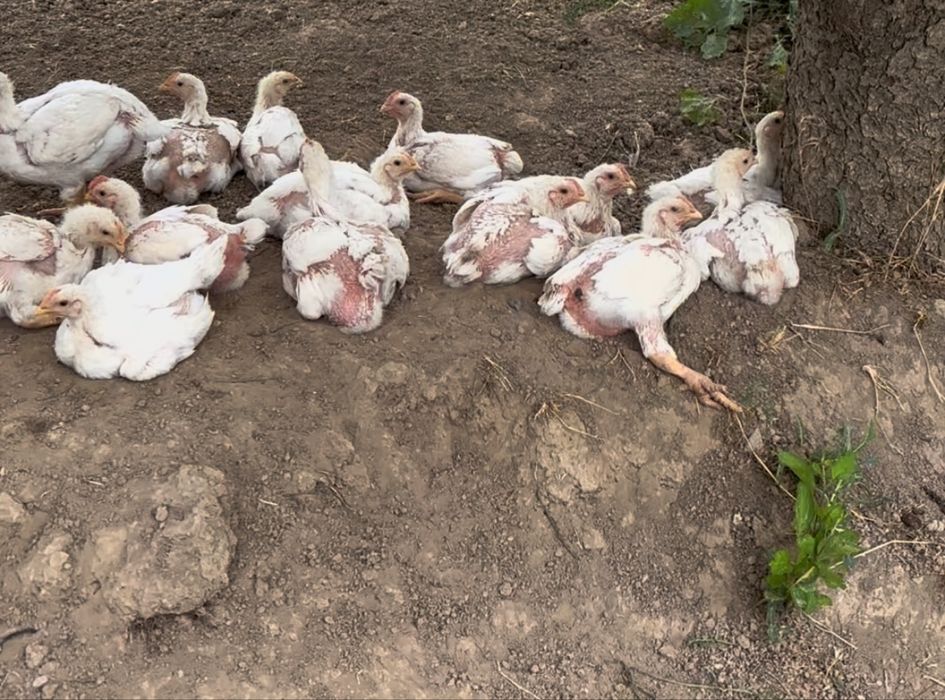 Бройлер рост308.