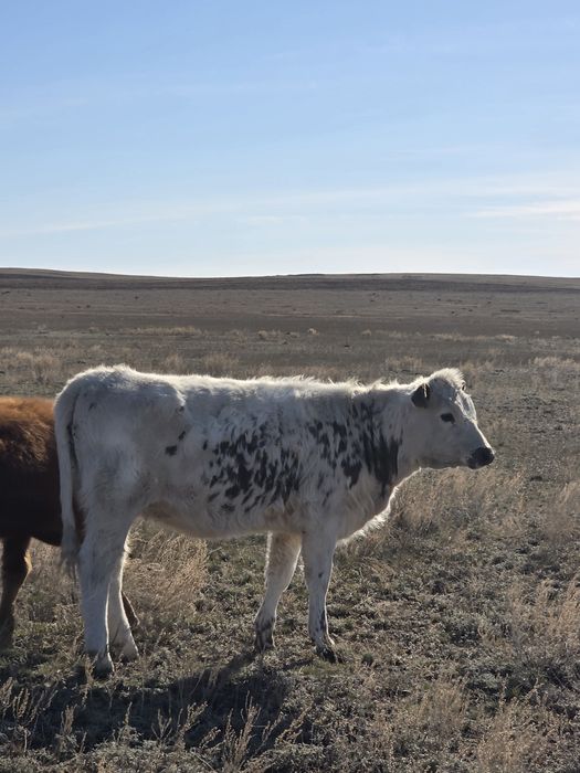 потсос бузау сатылады