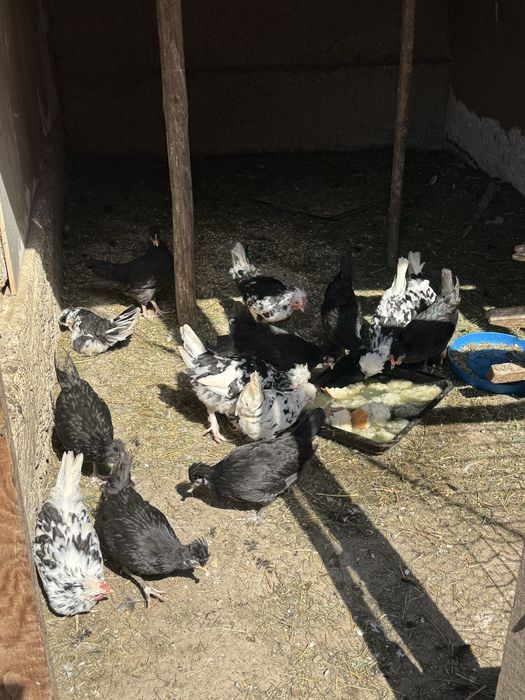 Gainute si cocoseii de vanzareeeeeee