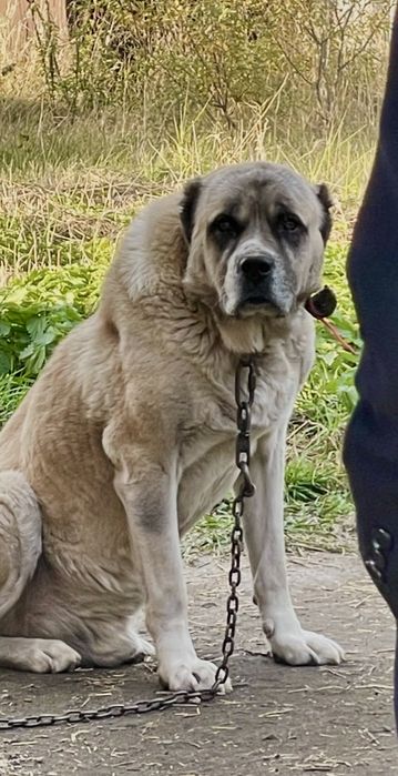 Вязка Алабай Ищем девочку