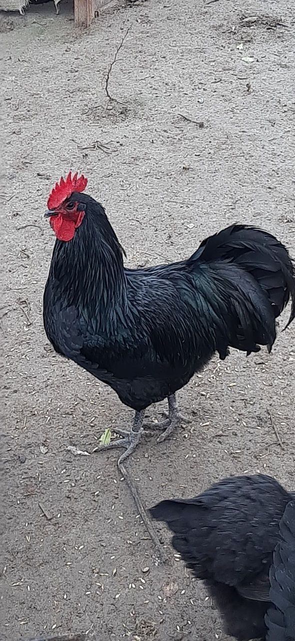 Oua australorp pentru incubat.