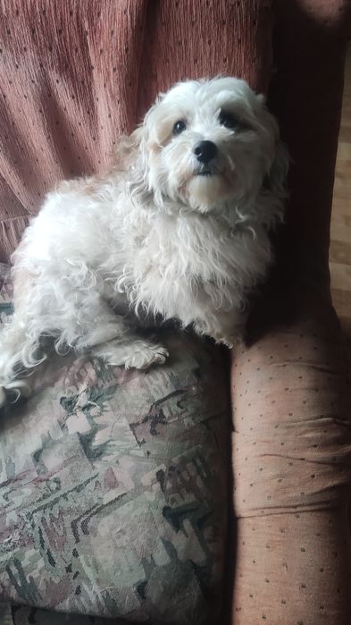 Cadou cățelușă Shih Tzu