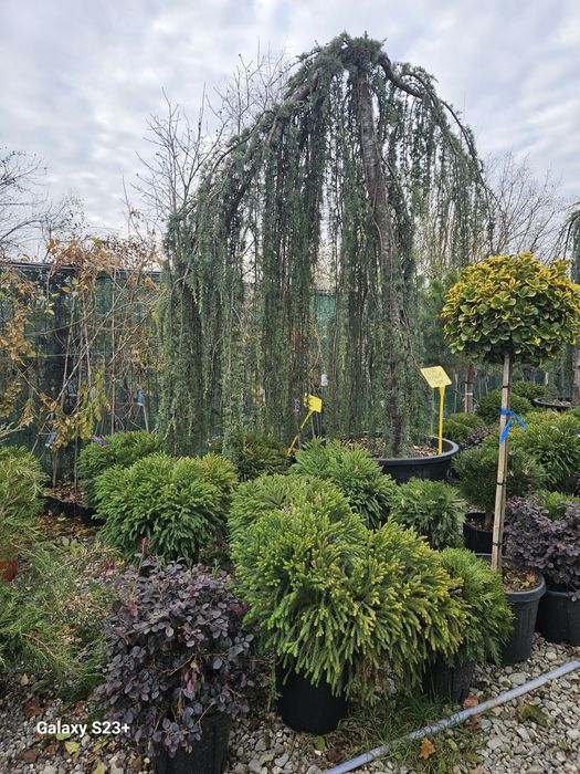 Vând plante ornamentale de calitate superioara