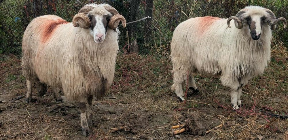 Mior si strămior breaz