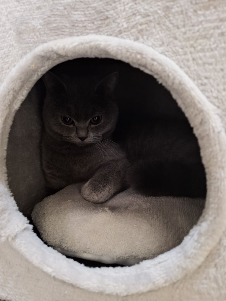 Котешки драскалки