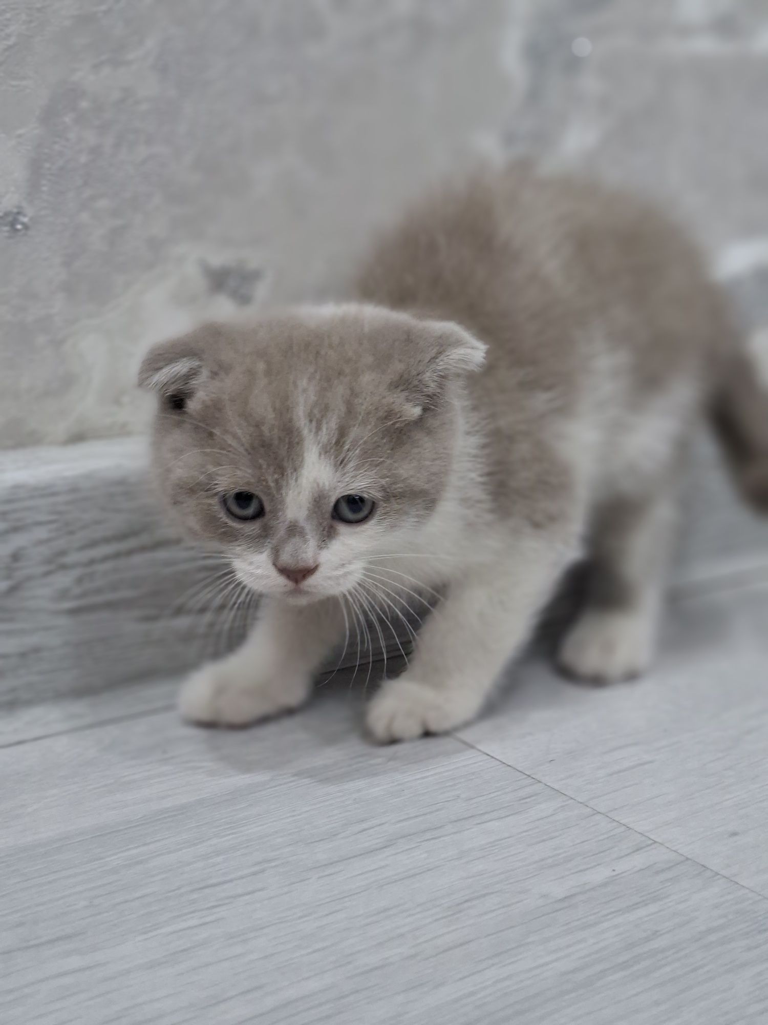 Britan mushukchalar 1.5 oylik