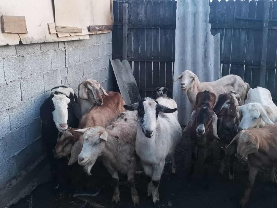 Vând capre anglo nubiene