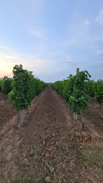 Vand vie in zona Carliglele/ Dalhauti