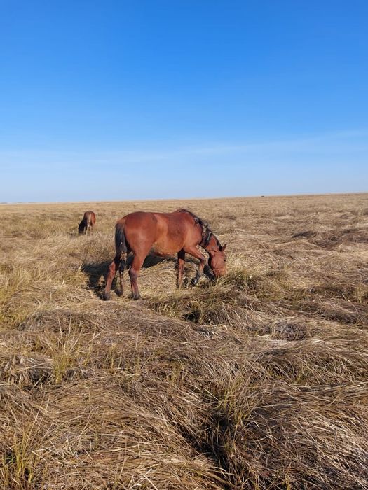 Продам жеребца 2.5 года 700000