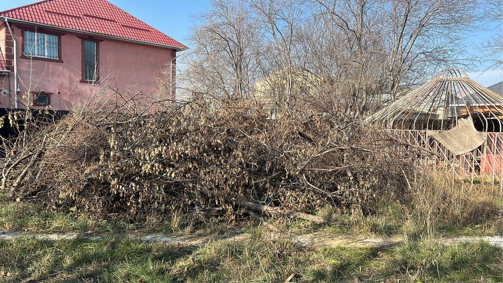 Дрова бесплатно. Забрать самовывозом