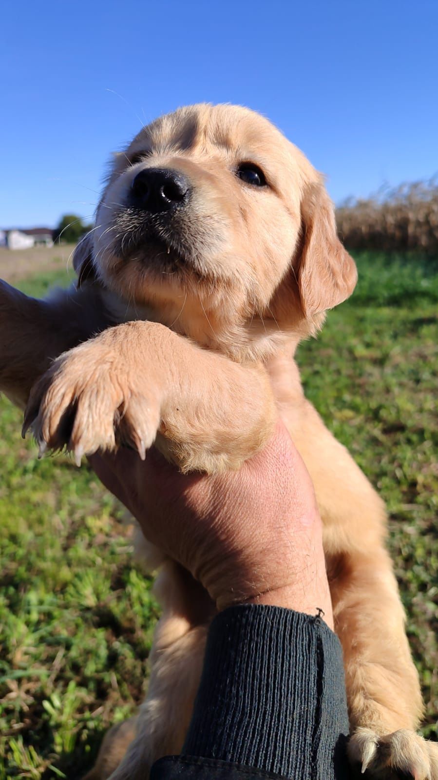 Baietel golden retriever