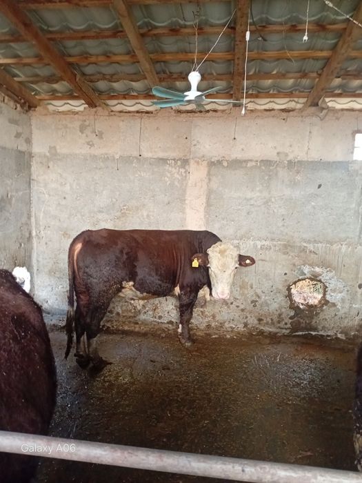 Greenford buqalari  400KG