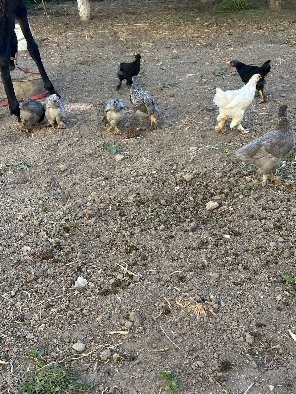 Birama tovuq va jojala bor sotiladi