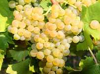 Struguri de vin mai multe varietati
