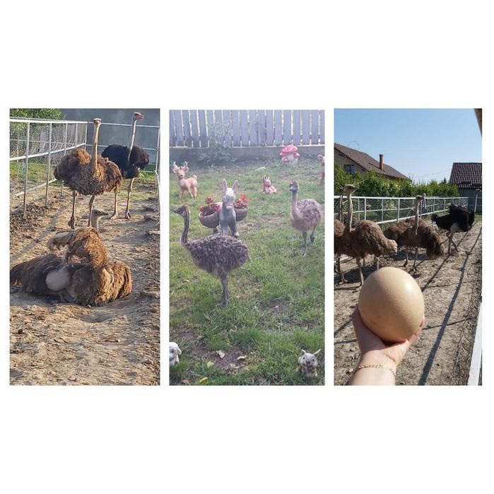Familii de struți reproducatoare de vânzare