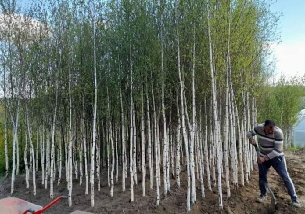 Mesteacăn cu coaja alba, la preț minim tei mirositor, plante foioase