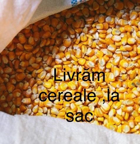Vand porumb ambalat la sac