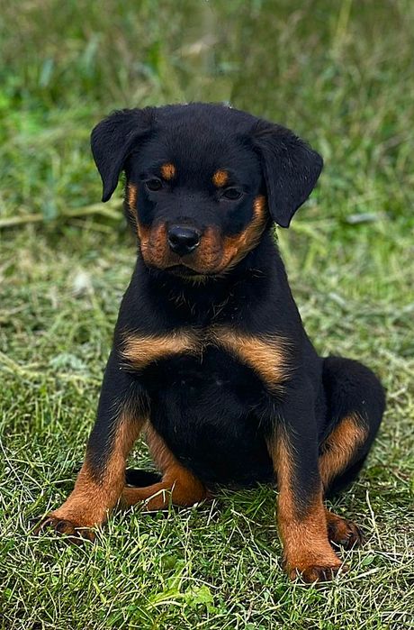 Catelus Rottweiler